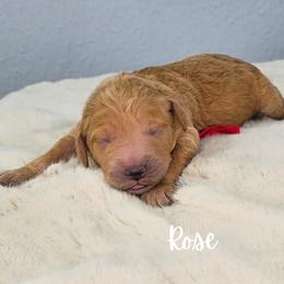 Girl 1 - female Goldendoodle puppy in Sugar Land, Texas from Sugar Doodles