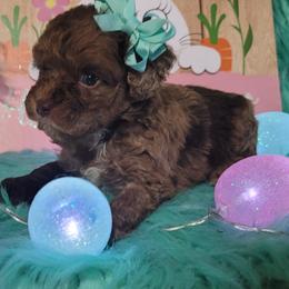 Cockapoo, Maltipoo, Morkie, and Yorkipoo Puppies from Mosaic Merle Doodles