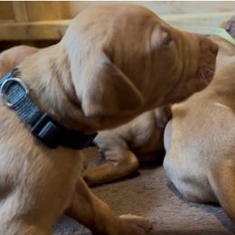 Luke - Golden rust male Vizsla puppy in Plymouth, Minnesota from Carlson Vizslas