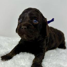 Purple collar girl - Brown and tan female Cockapoo puppy in Oologah, Oklahoma from Timber Hills Poodles and Doodles