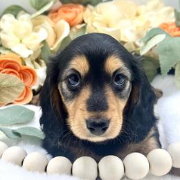 Hughey - Black and cream male Dachshund puppy in Exeter, California from Sawtooth Miniature Dachshunds