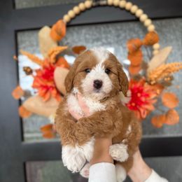 Boy 3 - Red male Bernedoodle puppy in Spanish Fork, Utah from K Brand Doodles