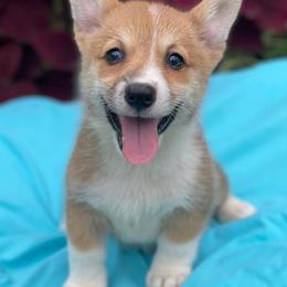 Pembroke Welsh Corgis from Southern Magnolia Corgis