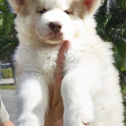 Hunter - Red and white Siberian Husky puppy in Miami, Florida from Blue Moon Huskies