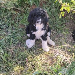 Springerdoodle Puppies from 64 Farm