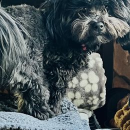 Shih Tzus from Christina’s Puppy Utopia