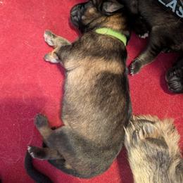 Green - Sable female German Shepherd puppy in Holden, Missouri from Vacker Warin Engel