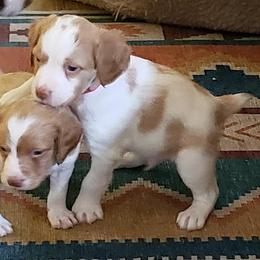 Brittany Puppies from Wind Mountain Kennels