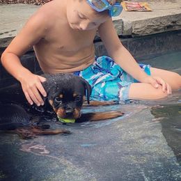 Rottweiler Puppies from Bronx Von Bridges Rottweilers