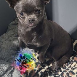 Tillie - Chihuahua