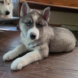 3 Copper - Agouti and white female Siberian Husky puppy in Dane, Wisconsin from Sunny Hurricane Siberians