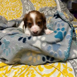 Male 1 - Piebald male Dachshund puppy in Ocean Springs, Mississippi from Chapman Doxies