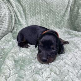 Kepler - Black and tan male Dachshund puppy in Richmond, Virginia from Paw Prints