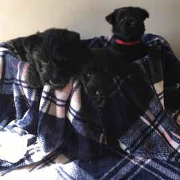 Scottish Terrier Puppies from Green Meadows Scottish Terriers