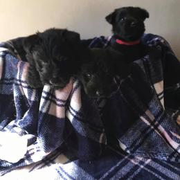 Scottish Terrier Puppies from Green Meadows Scottish Terriers