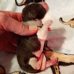 Reese - Parti male Miniature Schnauzer puppy in Midland, Texas from Shebbies Puppy Palace