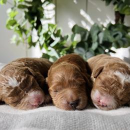 Bernedoodle and Goldendoodle Puppies from Dose of Doodles