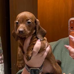 Nova - Red female Dachshund puppy in Athens, Texas from County Road Puppies