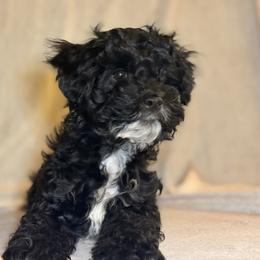 Zuckerman - Black white and tan male Cockapoo puppy in Saint Louis, Missouri from Jax Doodles