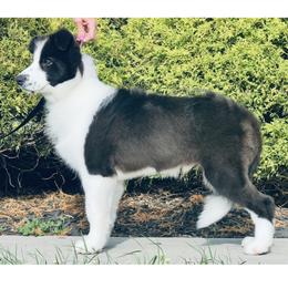 Pony - Black male Border Collie puppy in Dunn, North Carolina from Coylety Kennel