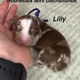 Lilly - Dapple female Dachshund puppy in Lexington, Oklahoma from BooneDox Miniature Dachshunds