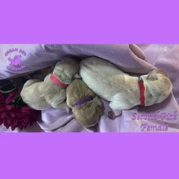 Second Pick Yellow Female - Yellow female Labrador Retriever puppy in Greater Houston Area, Texas from Coram Deo Retrievers