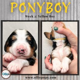 Ponyboy - Tri-color male Bernedoodle puppy in Boiling Springs, South Carolina from OlliePups, LLC