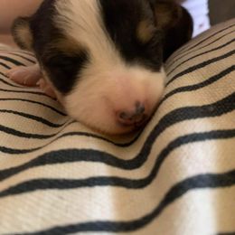 American Corgi and Pembroke Welsh Corgi Puppies from Chaotic Corgi’s