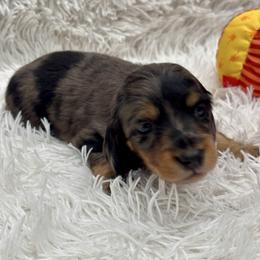 Boy 4 red collar - Dapple male Dachshund puppy in Chicago, Illinois from RGZ Doxies