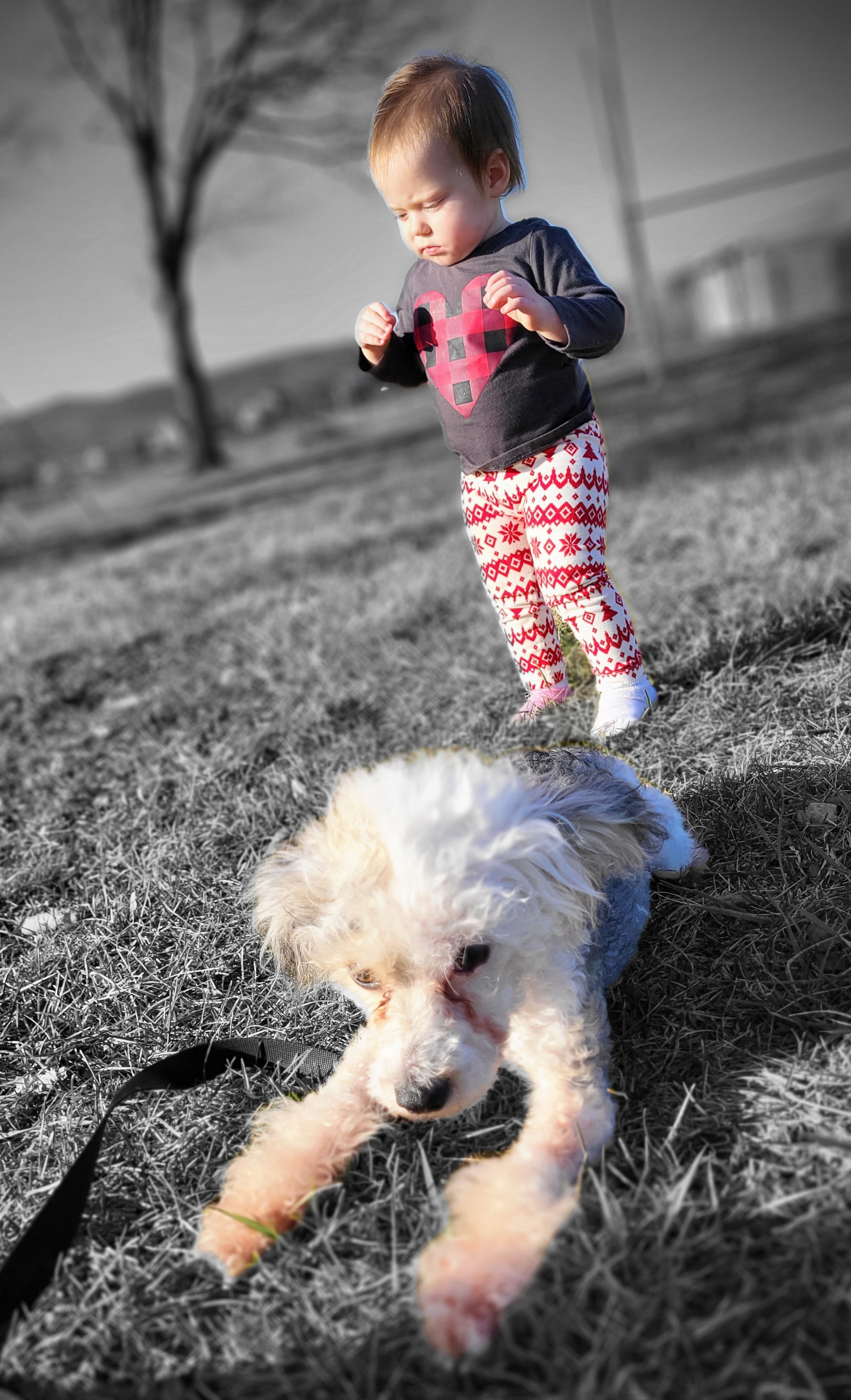 Chinese Crested and Shih Tzu All Grown Up from Wuppie Tree House
