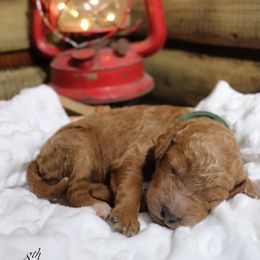 Poodle Puppies from Red Barn Moyen Poodles