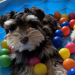Miniature Schnauzers from Butterleaf Farms