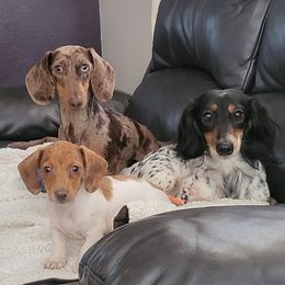 Dachshunds from Rebekah's Dachshunds