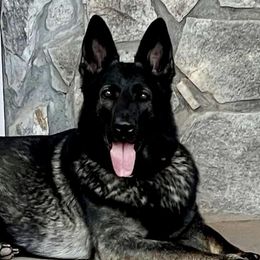 Willow - German Shepherd