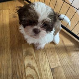 Shih Tzu Puppies from Shihtzu_NC