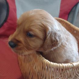 Boy 5 - Dark golden male Golden Retriever puppy in Grand Meadow, Minnesota from Root River Retrievers