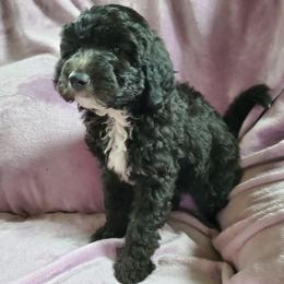 Peaches - Black female Sheepadoodle puppy in Bellevue, Iowa from Fluffy Wonders Poms and Doodles