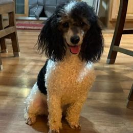 Cash - Poodle