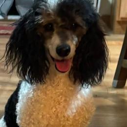 Cash - Poodle