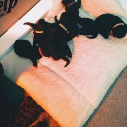 Portuguese Water Dog Puppies from McKnights PWDs