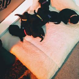 Portuguese Water Dog Puppies from McKnights PWDs