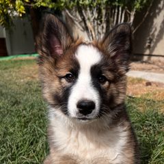 Icelandic Sheepdog Puppies from Tobiasson icie