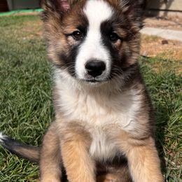 Icelandic Sheepdog Puppies from Tobiasson icie