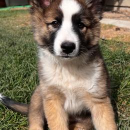 Icelandic Sheepdog Puppies from Tobiasson icie