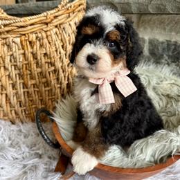 Clover - Tri-color female Bernedoodle puppy in Natural Bridge, Virginia from Padgetts Hill Puppies
