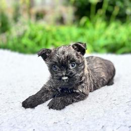 Nate - Brindle male Cairn Terrier puppy in Mountain Grove, Missouri from CreekTop