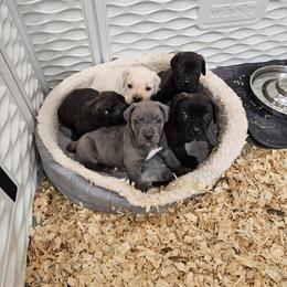 Cane Corso Puppies from Carrie Brown's Cane Corsos
