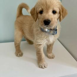 Aussiedoodle and Labradoodle Puppies from Doodles on Duty
