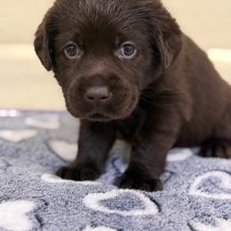 Chocolate female u - Chocolate female Labrador Retriever puppy in Edgefield, South Carolina from Backwoods Pond Labradors LLC