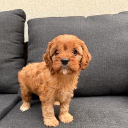 Colette - Apricot female Cavapoo puppy in Midland, North Carolina from Rocky River Cavapoos